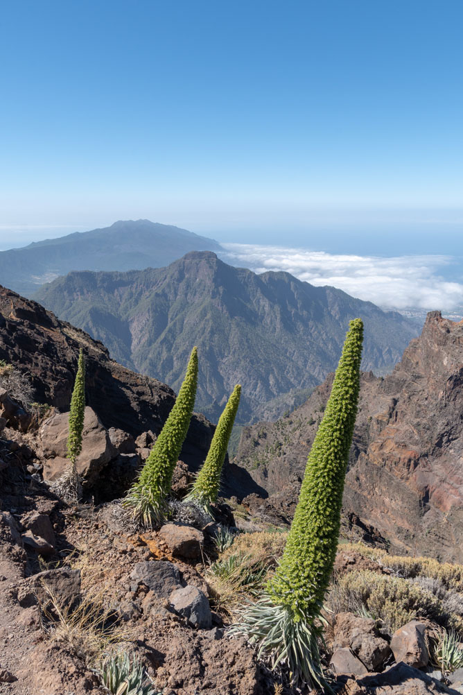 Paisaje volcánico desde el Roque de los Muchachos, en La Palma, con tajinastes en primer plano, montañas escarpadas y profundas laderas al fondo, cubiertas parcialmente por un mar de nubes.