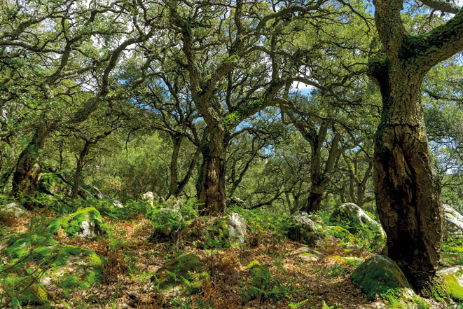 Bosque de alcornoques frondoso, con grandes árboles de troncos rugosos y retorcidos, helechos y rocas cubiertas de musgo entre la vegetación.