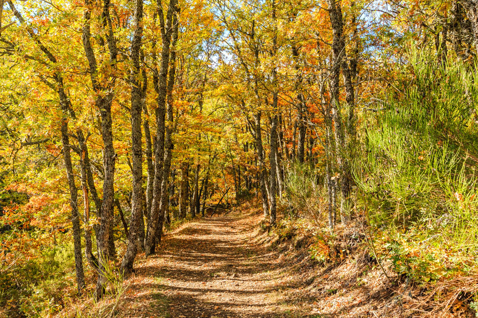 Sendero de tierra que atraviesa el Hayedo de Tejera Negra en otoño, rodeado de hayas con hojas en tonos amarillos y anaranjados y abundante vegetación natural.