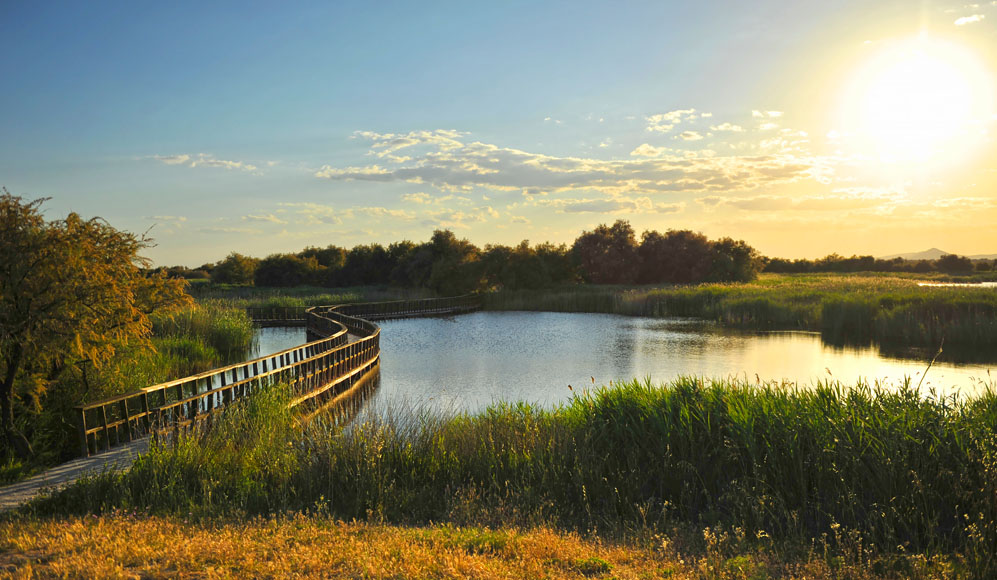 Paisaje de las Tablas de Daimiel al atardecer, con una pasarela de madera que atraviesa un humedal rodeado de vegetación y carrizales, bajo un cielo iluminado por el sol.