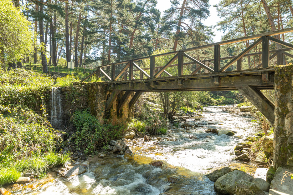Puente de madera sobre un arroyo de aguas cristalinas en un frondoso bosque de Valsaín, rodeado de pinos, vegetación y rocas.