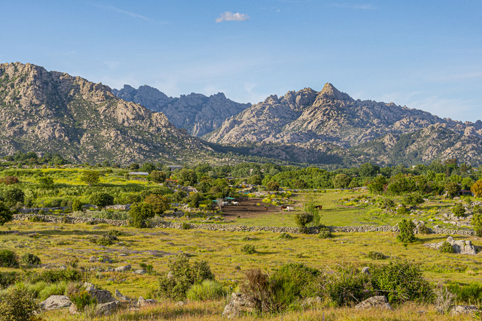 Paisaje de la sierra de Guadarrama, con imponentes formaciones montañosas de granito al fondo y una amplia extensión de pradera y vegetación natural, delimitada por muros de piedra bajo un cielo despejado.
